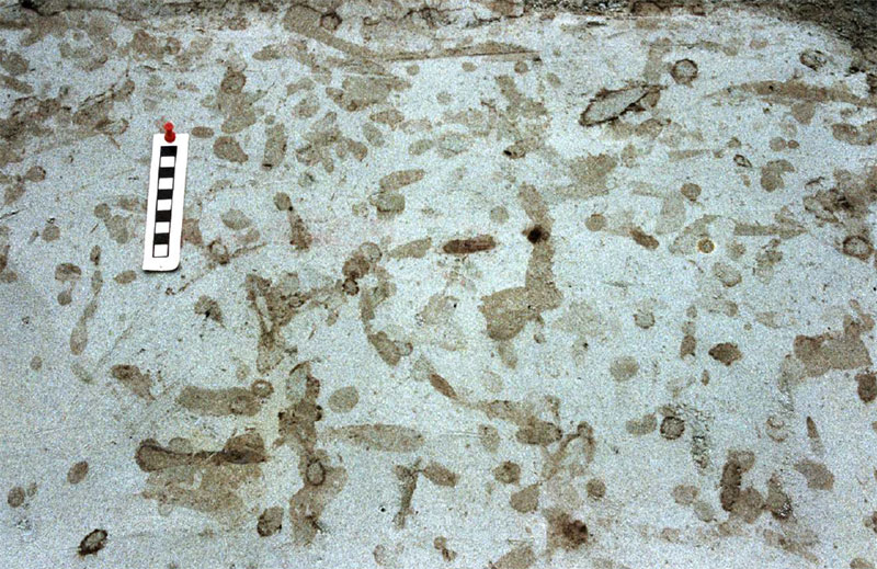 „Pödelwitzer Sand“, feiner Meeressand (Formsand) mit Spurenfossilien, Oligozän